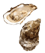 oyster
