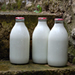 Milk bottles