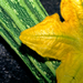 Zucchini blossom