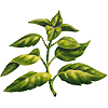 botanical drawing, basil