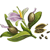 cardamom pods, seeds, plant