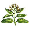 cloves, botanical drawing