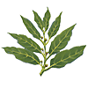 bay, laurel, botanical drawing