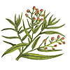 tarragon, herb, Artemisia dracunculus plant