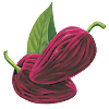 botanical drawing of ancho chile