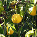 Grapefruit tree