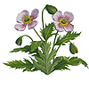 papaver somniferum