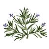 rosmarinus officinalis