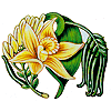 vanilla planifolia orchid