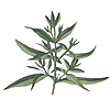 satureja hortensis plant