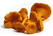 wild mushroom