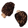 wild spring mushroom