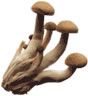 wild mushroom fungi