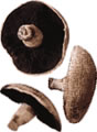portobella