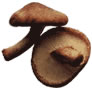 wild mushroom