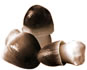 wild mushroom