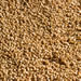 Sesame seeds