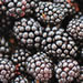 Fresh Fruit