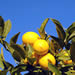 Meyer Lemons