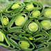 Leek