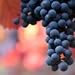Wine grapes