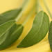 Sage
