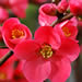 Flowering quince
