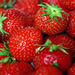 Fresh strawberries