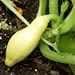 Summer Squash