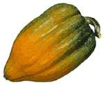 acorn squash