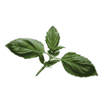 basil